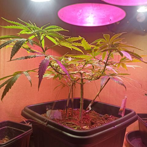 Girafa growlog timeline photo