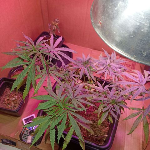 Girafa growlog timeline photo