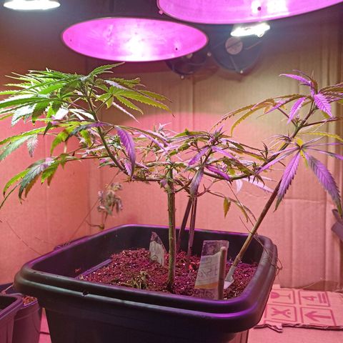 Girafa growlog timeline photo