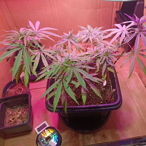 Girafa growlog timeline photo