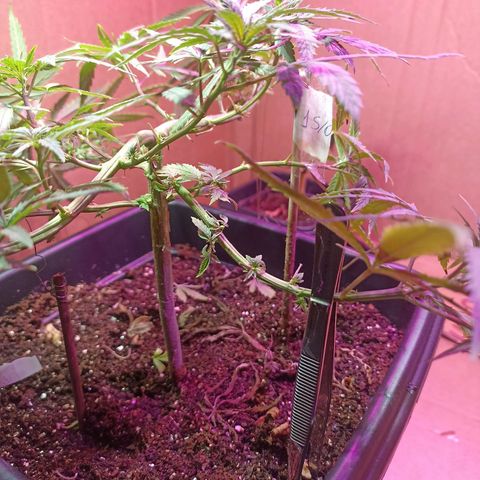 Girafa growlog timeline photo