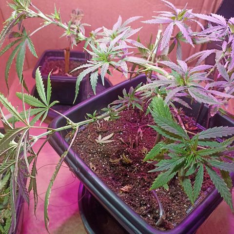 Girafa growlog timeline photo