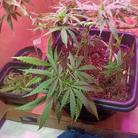 Girafa growlog timeline photo