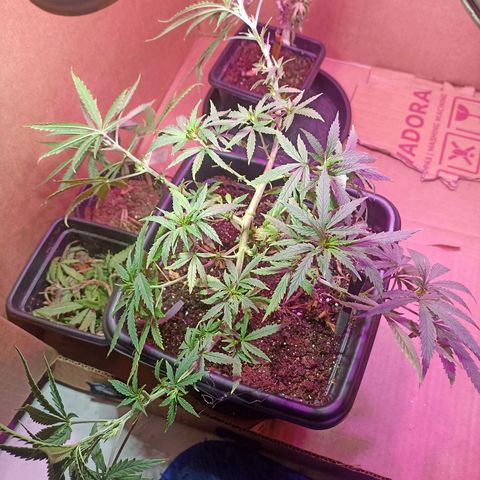 Girafa growlog timeline photo