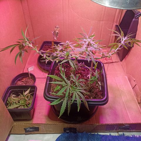 Girafa growlog timeline photo