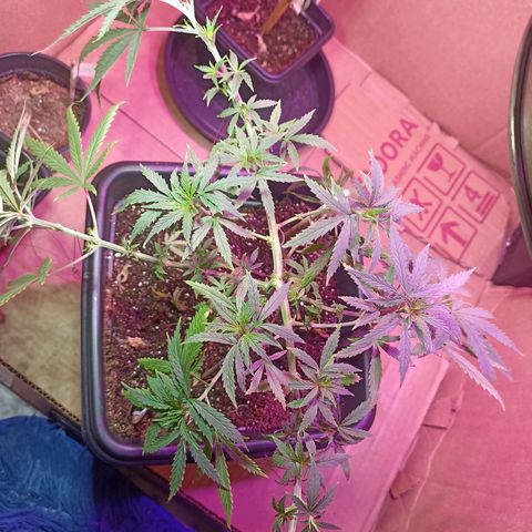 Girafa growlog timeline photo