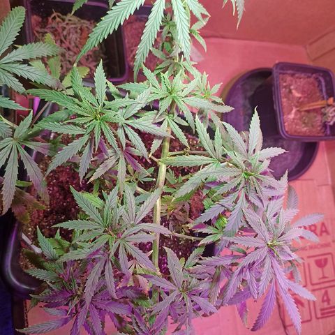 Girafa growlog timeline photo