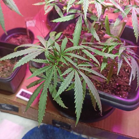Girafa growlog timeline photo