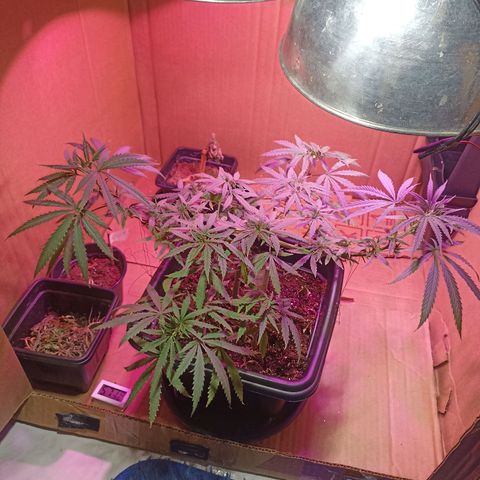 Girafa growlog timeline photo