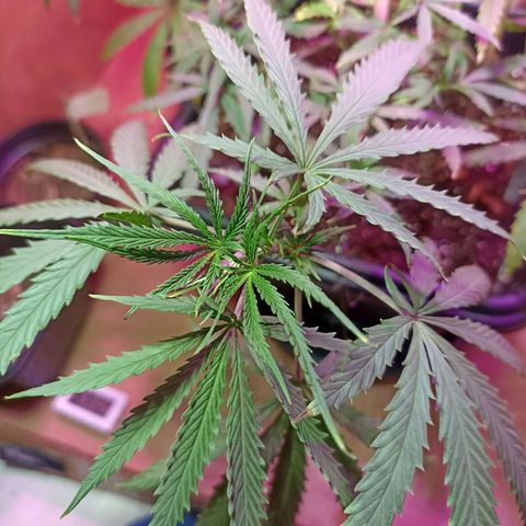 Girafa growlog timeline photo
