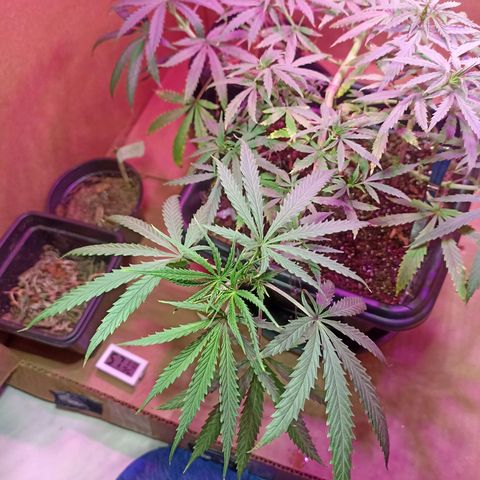 Girafa growlog timeline photo
