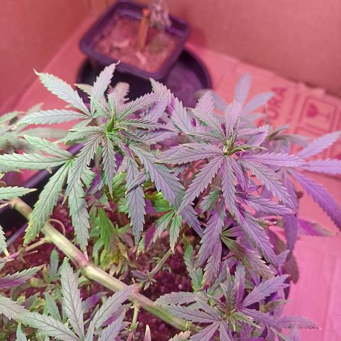 Girafa growlog timeline photo
