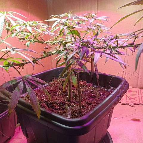 Girafa growlog timeline photo