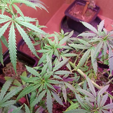 Girafa growlog timeline photo
