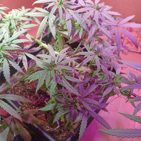 Girafa growlog timeline photo