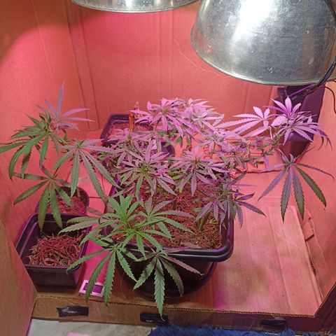 Girafa growlog timeline photo