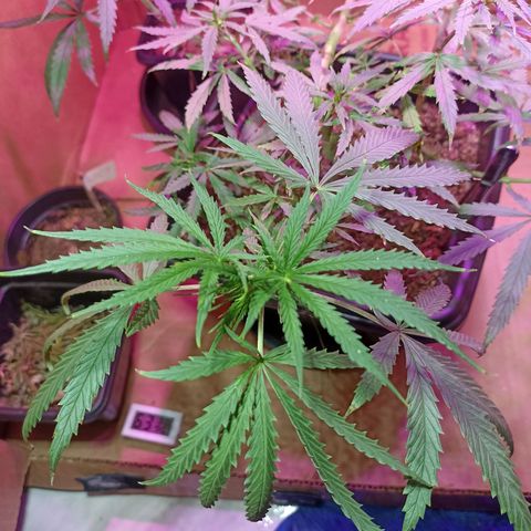 Girafa growlog timeline photo