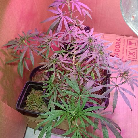 Girafa growlog timeline photo