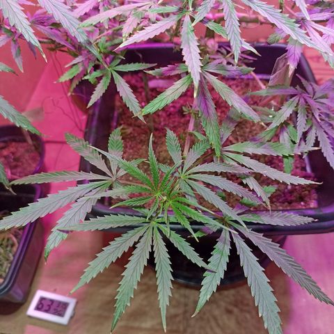Girafa growlog timeline photo