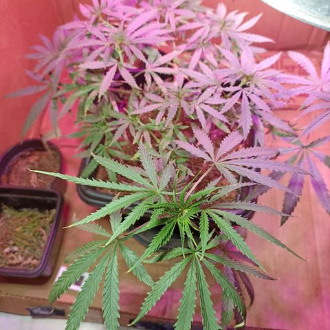 Girafa growlog timeline photo