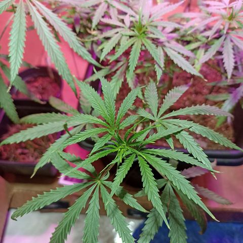 Girafa growlog timeline photo