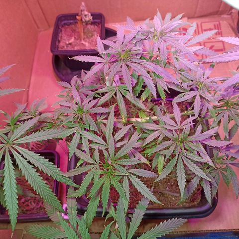 Girafa growlog timeline photo
