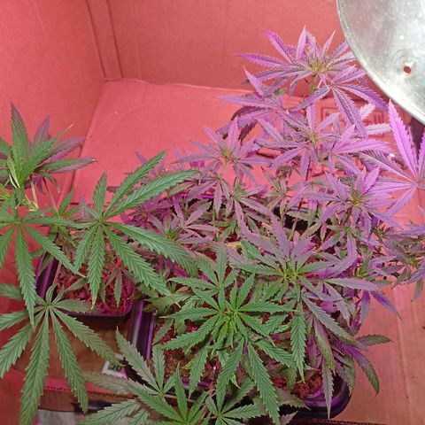 Girafa growlog timeline photo