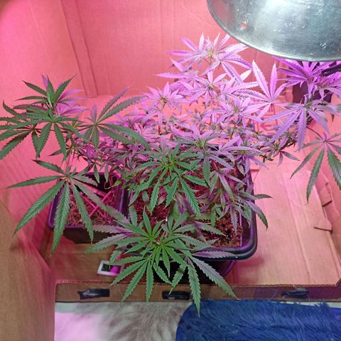 Girafa growlog timeline photo
