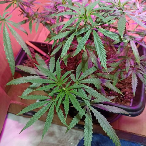 Girafa growlog timeline photo