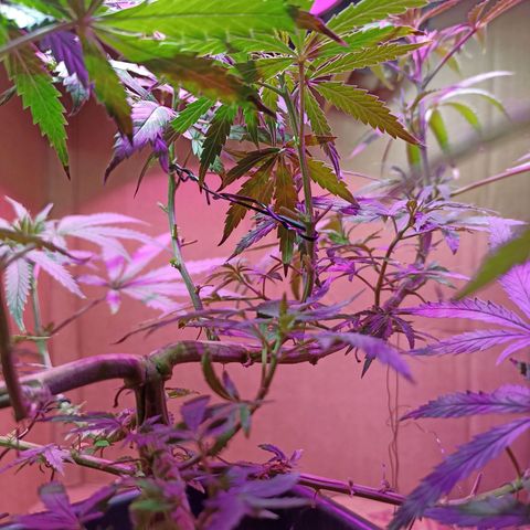 Girafa growlog timeline photo