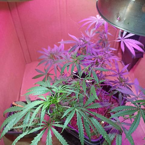 Girafa growlog timeline photo