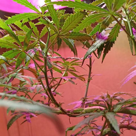 Girafa growlog timeline photo