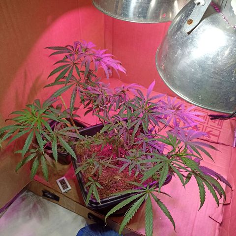 Girafa growlog timeline photo