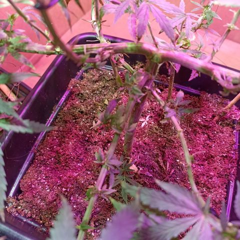 Girafa growlog timeline photo