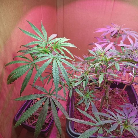 Girafa growlog timeline photo