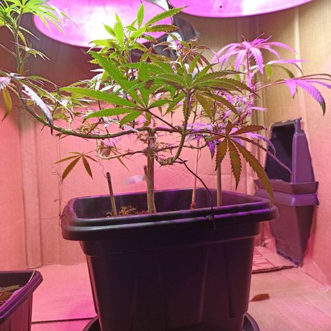 Girafa growlog timeline photo