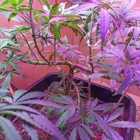 Girafa growlog timeline photo