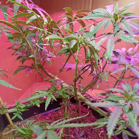 Girafa growlog timeline photo