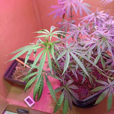 Girafa growlog timeline photo