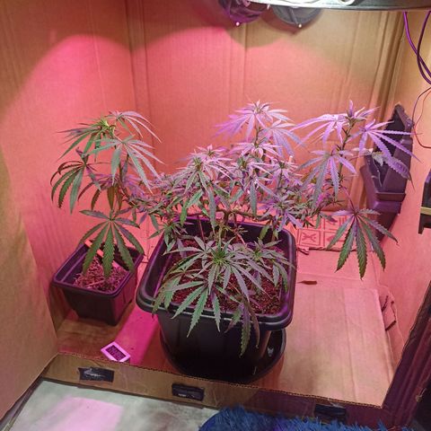 Girafa growlog timeline photo
