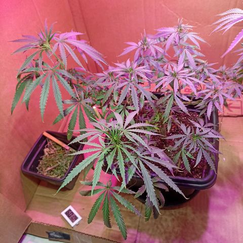 Girafa growlog timeline photo