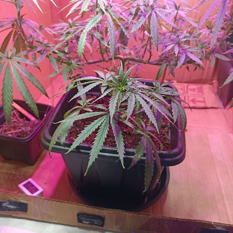 Girafa growlog timeline photo