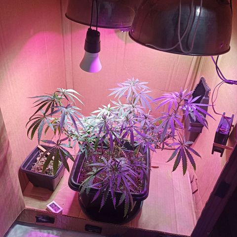 Girafa growlog timeline photo