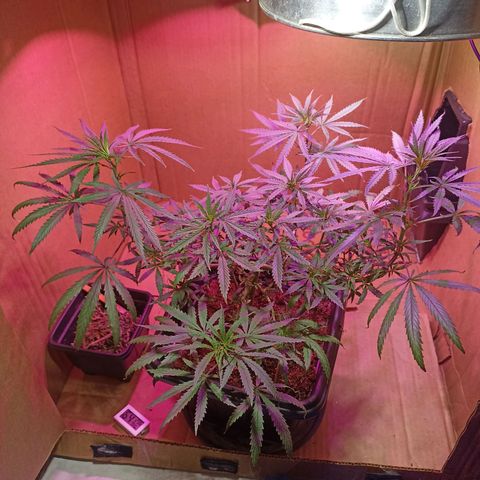 Girafa growlog timeline photo