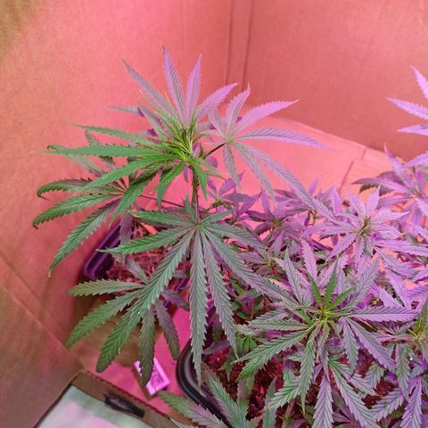 Girafa growlog timeline photo