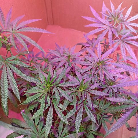 Girafa growlog timeline photo