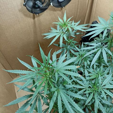 Girafa growlog timeline photo