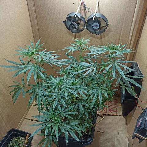 Girafa growlog timeline photo