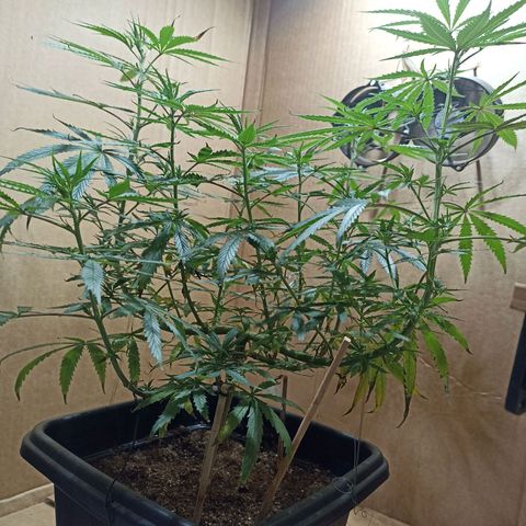 Girafa growlog timeline photo