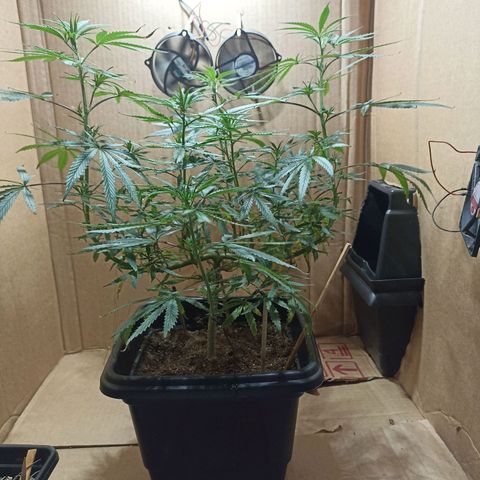 Girafa growlog timeline photo
